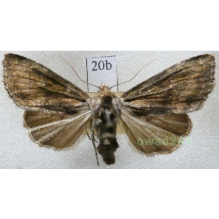 Apamea scolopacina (Esper, 1788) Czech20b